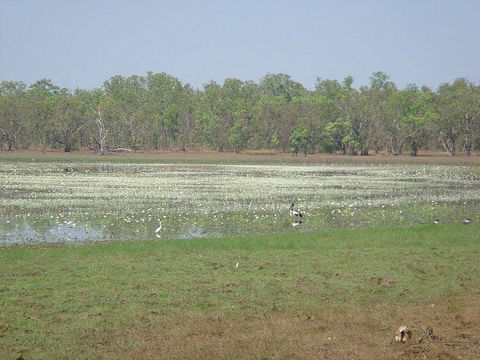 Leaning Tree Lagoon Nature Park - QLD Tourism 1