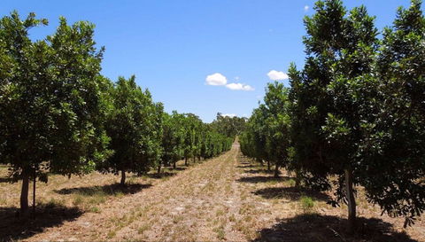MacNuts WA Shop And Factory - QLD Tourism 0