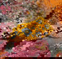 Magic Mountain Dive Site - QLD Tourism