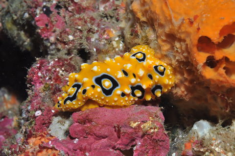 Magic Mountain Dive Site - Queensland Tourism 0