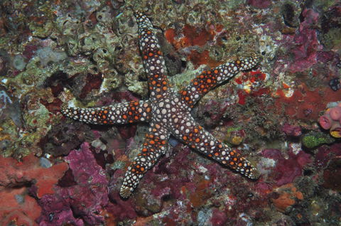 Magic Mountain Dive Site - Queensland Tourism 1