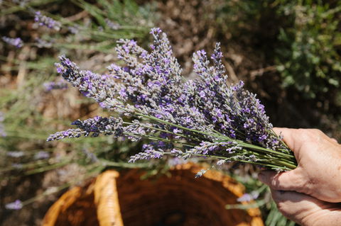 Nannup Lavender Farm - QLD Tourism 2