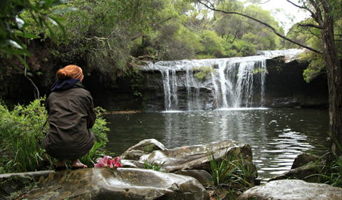 Nellies Glen Picnic Area - Queensland Tourism 0