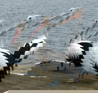 Pelican Feeding - QLD Tourism