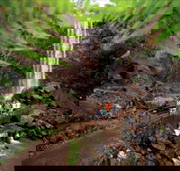 Queen Mary Falls circuit Main Range National Park - Queensland Tourism