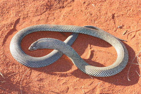 Red Desert Reptiles - QLD Tourism 1