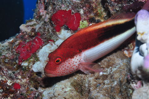 Snake Pit Dive Site - Queensland Tourism 0