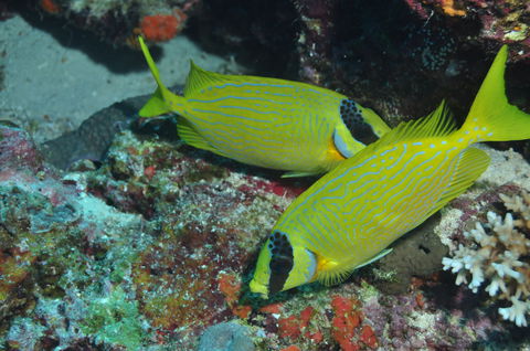 Snake Pit Dive Site - Queensland Tourism 2
