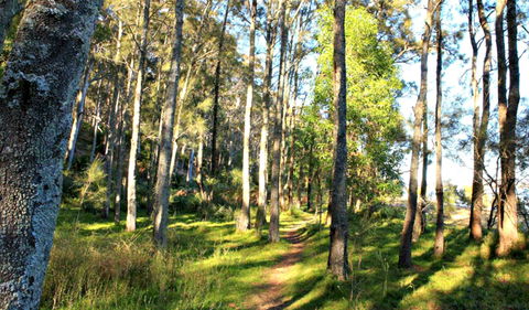 Square Head Track 1 - QLD Tourism 0