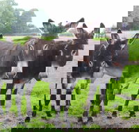 The Good Samaritan Donkey Sanctuary - QLD Tourism