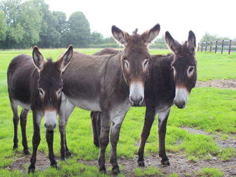 The Good Samaritan Donkey Sanctuary - Queensland Tourism 0
