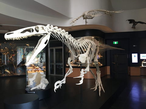 UNE Natural History Museum - QLD Tourism 0
