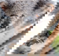 Wild Life Sydney Zoo - QLD Tourism