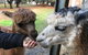 Alpaca Farm Experience At Crookwell - thumb 0