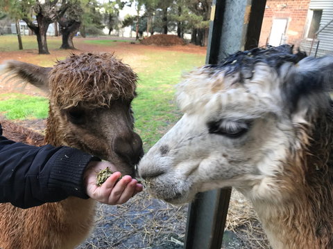 Alpaca Farm Experience At Crookwell - QLD Tourism 0