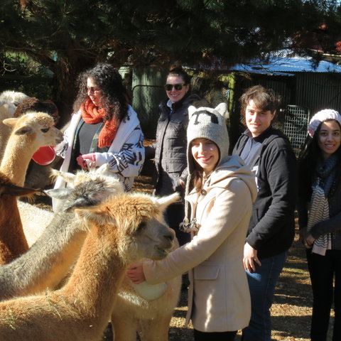 Alpaca Farm Experience At Crookwell - QLD Tourism 2