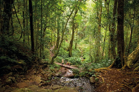 Bunya Mountains National Park - Queensland Tourism 1