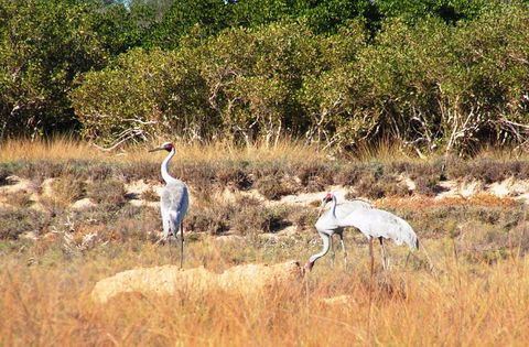 Cape Keraudren Nature Reserve - QLD Tourism 0