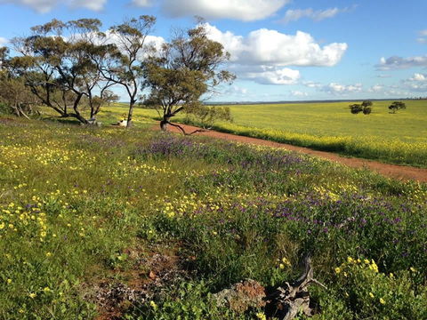 Coorow Wildflower Drive - Queensland Tourism 0