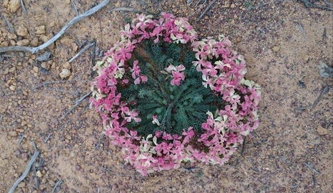 Coorow Wildflower Drive - Queensland Tourism 1
