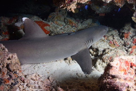 Coral Gardens - QLD Tourism 0