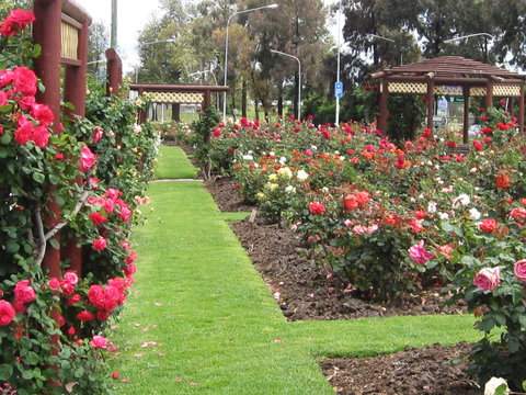 Cowra Rose Garden - QLD Tourism 0