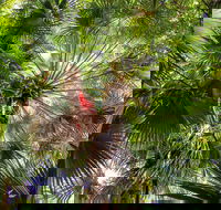 Depot Beach Rainforest Walk - QLD Tourism