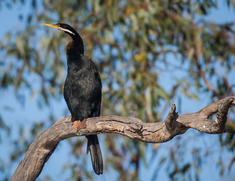 Greenough River Nature Trail - QLD Tourism 0