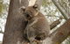 Koala Spotting Narrandera - thumb 0