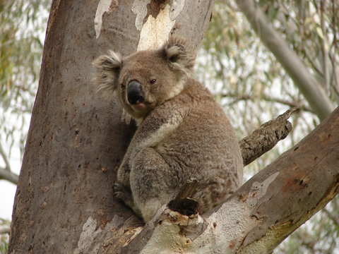 Koala Spotting Narrandera - QLD Tourism 0