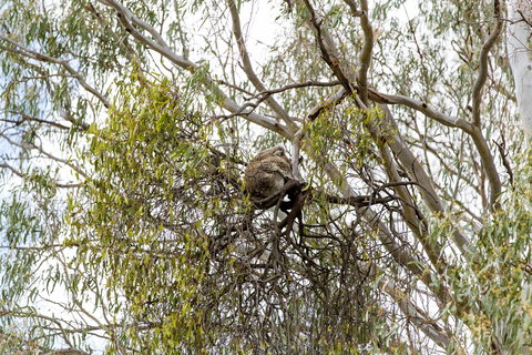 Koala Spotting Narrandera - QLD Tourism 1