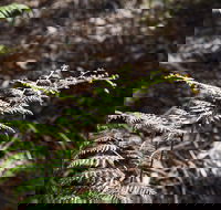Langwarrin Flora and Fauna Reserve Walking Trails - QLD Tourism