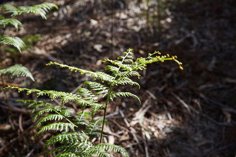 Langwarrin Flora And Fauna Reserve Walking Trails - Queensland Tourism 0
