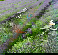 Lavandula Swiss Italian Farm - QLD Tourism
