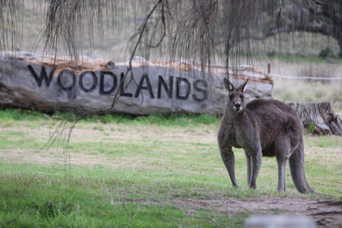 Living Legends: The International Home Of Rest For Champion Horses - Queensland Tourism 1