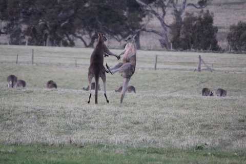 Living Legends: The International Home Of Rest For Champion Horses - Queensland Tourism 2