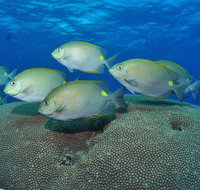 Lodestone Reef - QLD Tourism