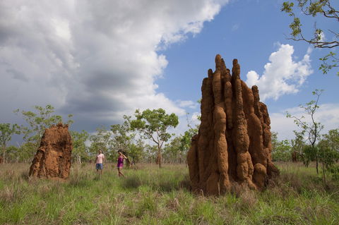 Magnetic Termite Mounds - QLD Tourism 2