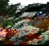 Newtown Park State Rose Garden - QLD Tourism