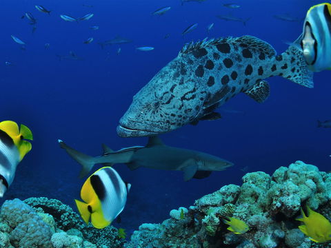 Osprey Reef - Queensland Tourism 0