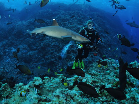 Osprey Reef - Queensland Tourism 1