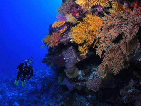 Osprey Reef - Queensland Tourism 2