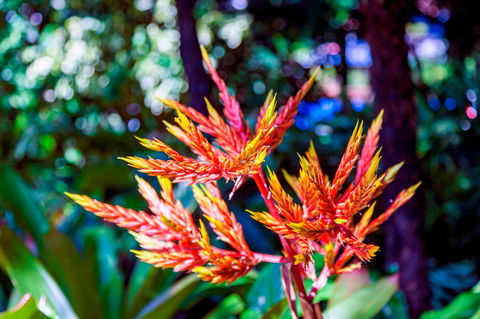 Queens Gardens - QLD Tourism 2