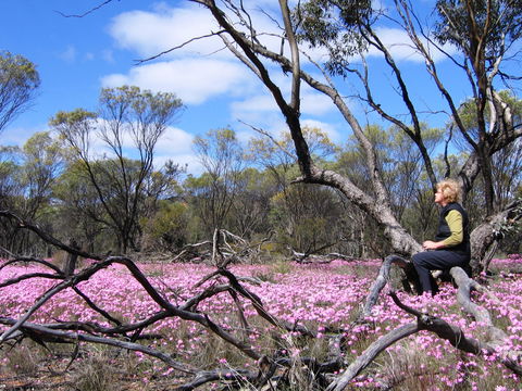 Talgomine Reserve - Queensland Tourism 1