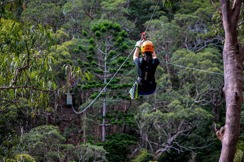 Thunderbird Park ® - Tamborine Mountain, Gold Coast Region - Queensland Tourism 2
