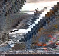 Wirrimbirra Sanctuary - QLD Tourism