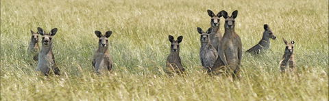 Woodlands Historic Park - QLD Tourism 0