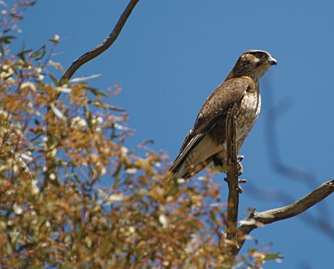 Woodlands Historic Park - QLD Tourism 1