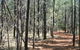 Yana-y Warruwi Walking Track - thumb 0