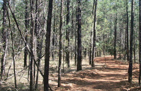 Yana-y Warruwi Walking Track - Queensland Tourism 0